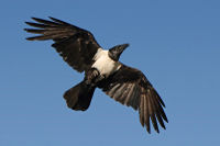 Pied crow, has adapted well to man-made habitats Pied crow.jpg