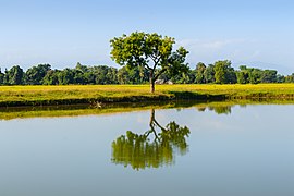 Pond of Kuruwapari Chaudharitol- Inaruwa, Kosi Municipality-WLV-2252