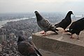 Feral Rock Pigeon