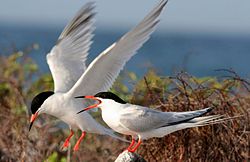 Rosenterne Foto: Alcides Morales, USFWS