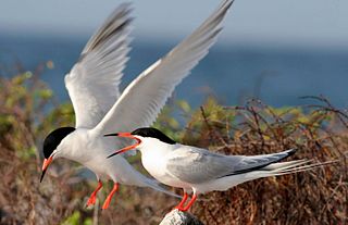 <span class="mw-page-title-main">Roseate tern</span> Bird in the family Laridae