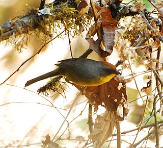 <i>Atlapetes</i> Genus of birds