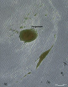 A 1 km (0.62 mi) wide patch of sargassum in the Caribbean Sea SargassumBarbados (cropped1).jpg