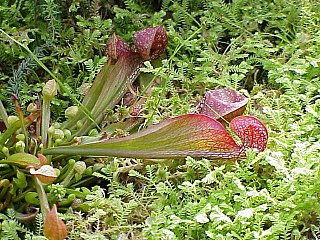 <i>Sarracenia psittacina</i> Species of carnivorous plant