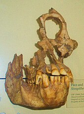 Fossil skull of Sivapithecus sivalensis, an extinct relative of orangutan Sivapithecus sivalensis.JPG