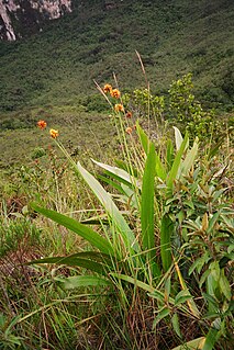 <i>Stegolepis</i> genus of plants