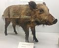 Sus scrofa meridionalis