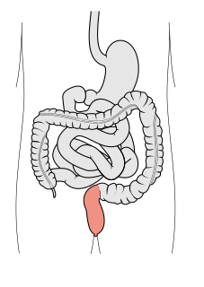 Rectum Final portion of the large intestine