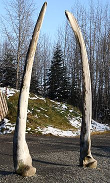 Whale bones at Alaska Native Heritage Center.jpg