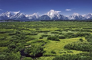 Willow Flats and the Grand Tetons