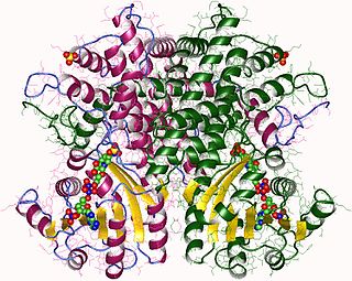 <span class="mw-page-title-main">Phosphogluconate dehydrogenase (decarboxylating)</span>