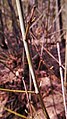 Acer macrophyllum in late winter, young glaucous stem, Leavenworth Ski Hill, Chelan County Washington