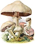 Thumbnail for File:Agaricus-campestris-gramberg-1913-pilzederheimatei00gram 0119.jpg