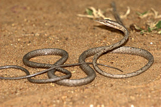 <i>Ahaetulla pulverulenta</i> Species of snake