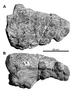 <i>Alierasaurus</i> genus of tetrapods