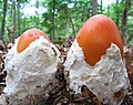 Amanita jacksonii buttons emerging from their universal veils