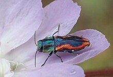 Anthaxia lucens nature.jpg