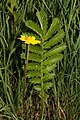 Gásamura (Potentilla anserina)