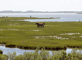 <span class="mw-page-title-main">Feral horse</span> Free horses of domesticated horse ancestry