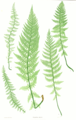 Fjallakvennkampur (Athyrium distentifolium)