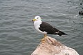 Larus belcheri (cat.)