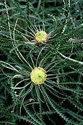 Banksia mucronulata