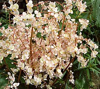 Begonia cardiocarpa