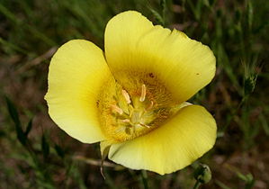 Calochortus luteus