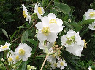 <i>Carpenteria</i> Genus of flowering plants