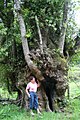 Remarkable chestnut tree in Levie - Corsica - (France).