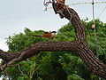 Spornkuckuck Senegal Coucal adult