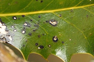 <span class="mw-page-title-main">Coniothyriaceae</span> Family of fungi