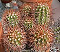 Copiapoa taltalensis