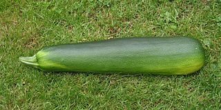 <span class="mw-page-title-main">Marrow (vegetable)</span> Fruit of the squash variety