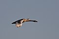 * Nomination Juvenile mute swan in flight --Thermos 06:31, 5 November 2007 (UTC) * Decline I would crop on the duck. I suspect the resolution is to low for QI (If i'm not mistaken it should be 2000x3000 px (2MB , 6 Mpx). MathKnight 16:12, 5 November 2007 (UTC)  Comment Size guideline is 2Mpx, not based on file disk size. This image could be cropped a bit more on the top and right. Keep in mind that images at the 2Mpx limit should be very sharp to be considered for QI. This one's close, but the subject may be a bit small unfortunately. - Relic38 03:48, 6 November 2007 (UTC)  Comment I think the size is fine and I would give it QI except for the halo around the bird, background editing? --Tony Wills 22:15, 9 November 2007 (UTC) Size is ok, composition is nice, halos spoil it. Lycaon 22:17, 9 November 2007 (UTC) Halos are probaply due to PP (no background edit, however), don't know why though. I will see if I have better shots of this bird. No need for CR --Thermos 12:37, 10 November 2007 (UTC)