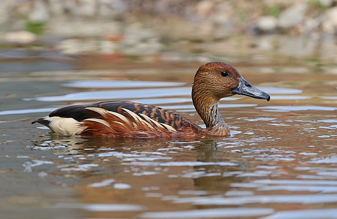 Fulvous whistling duck, Dendrocygna bicolor