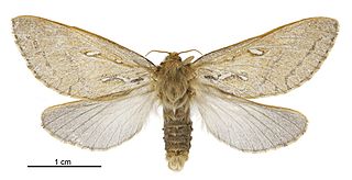 <i>Dioxycanus fusca</i> Species of moth