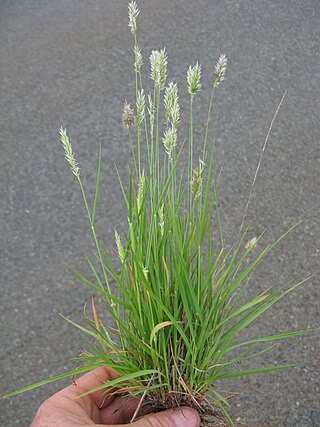 <i>Enneapogon</i> Genus of grasses