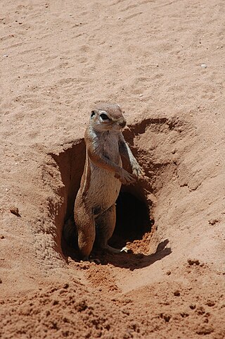 <span class="mw-page-title-main">Fossorial</span> Animal adapted to digging and living underground