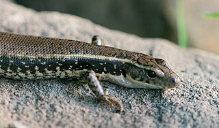 <i>Eulamprus quoyii</i> Species of lizard