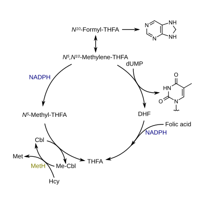 Gesimplificeerde weergave van de folaatstofwisseling en de interactie met de stofwisseling van vitamine B12. Legenda: DHF = dihydrofolaat, THFA = tetrahydrofolaat