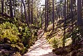 Juni: Wanderweg im Nationalpark Gotska Sandön