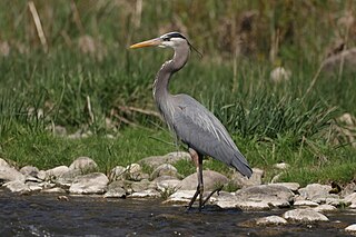 <span class="mw-page-title-main">Great blue heron</span> Species of bird