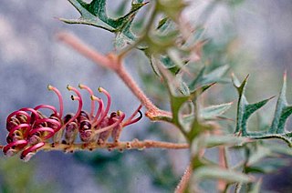 <i>Grevillea microstegia</i> Species of shrub in the family Proteaceae endemic to Victoria, Australia