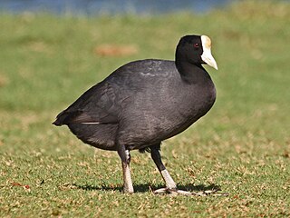 <span class="mw-page-title-main">Hawaiian coot</span> Species of bird