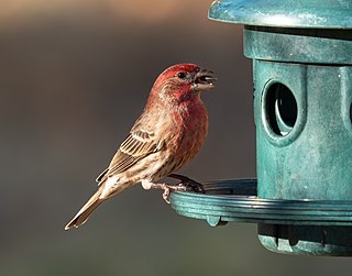 <span class="mw-page-title-main">House finch</span> Species of bird in North America