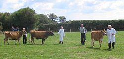 Jersey cattle were developed as a breed during the 19th century. Judging the quality of cows remains a feature of rural life. Jersey cattle judging-1.jpg