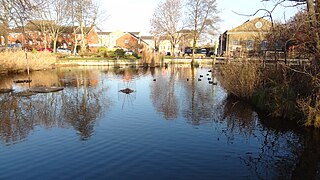 Lavender Pond