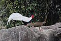 Lewis's silver pheasant