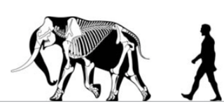 <span class="mw-page-title-main">Biological rules</span> Generalized principle to describe patterns observed in living organisms